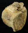 Large Hadrosaur (Duck-Billed Dinosaur) Vertebra #17268-2